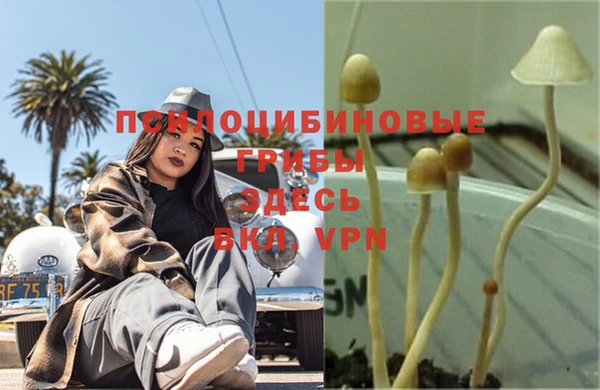 сатива Белоозёрский