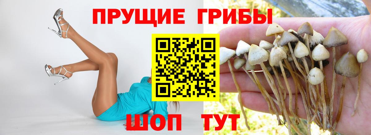Псилоцибиновые грибы Psilocybe Свободный